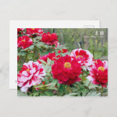 Paeonia "Shima-Nishiki" (Briefkaart) Briefkaart (Voorkant / Achterkant)
