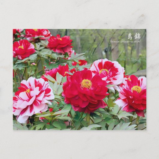 Paeonia "Shima-Nishiki" (Briefkaart) Briefkaart (Voorkant)