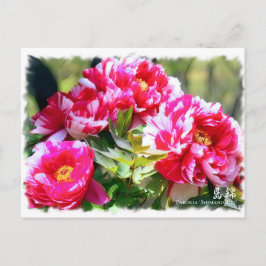 Paeonia "Shimanishiki" [Briefkaart] ポ ス ト カ ー ド Briefkaart