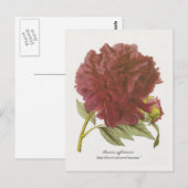 Paeonia suffruticosa "diep bloedkleurig moutan" briefkaart (Voorkant / Achterkant)
