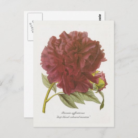 Paeonia suffruticosa "diep bloedkleurig moutan" briefkaart (Voorkant / Achterkant)