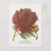 Paeonia suffruticosa "diep bloedkleurig moutan" briefkaart (Voorkant)