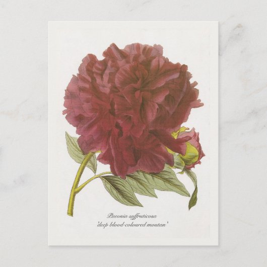 Paeonia suffruticosa "diep bloedkleurig moutan" briefkaart (Voorkant)