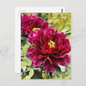 Paeonia suffruticosa "Isono-nami" (Briefkaart) Briefkaart (Voorkant / Achterkant)