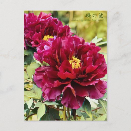 Paeonia suffruticosa "Isono-nami" (Briefkaart) Briefkaart (Voorkant)
