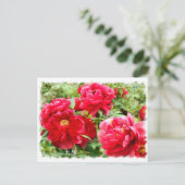Paeonia "Taiyo" [Briefkaart] ポ ス カ ー ド Briefkaart (Staand voorkant)