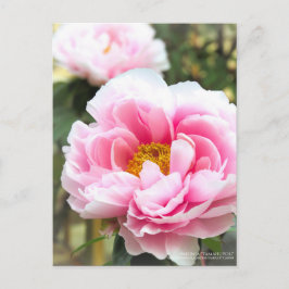 Paeonia"Tamahuyou":Briefkaart Briefkaart