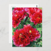 Paeonia "Zhushalei" (Briefkaart) Briefkaart (Voorkant / Achterkant)