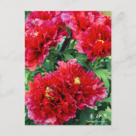Paeonia "Zhushalei" (Briefkaart) Briefkaart