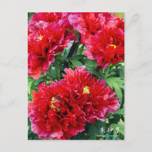 Paeonia "Zhushalei" (Briefkaart) Briefkaart (Voorkant)