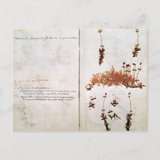 Pagina 15 van een Herbarium Briefkaart (Voorkant)