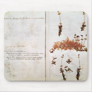 Pagina 15 van een Herbarium Muismat