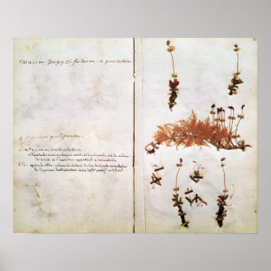 Pagina 15 van een Herbarium Poster