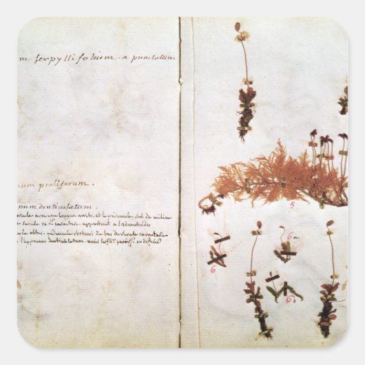 Pagina 15 van een Herbarium Vierkante Sticker (Voorkant)