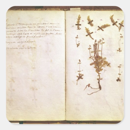 Pagina 24 van een Herbarium Vierkante Sticker (Voorkant)
