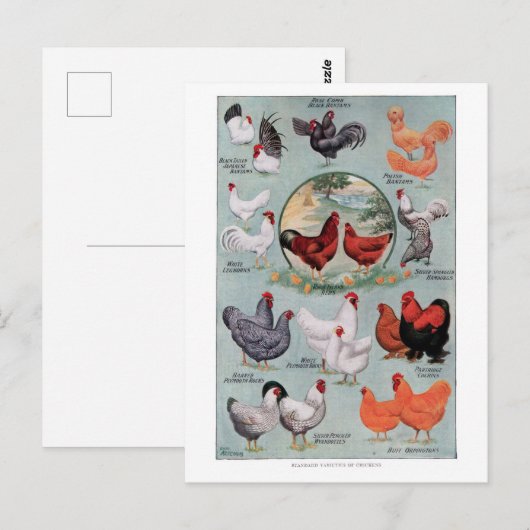  pagina Kippen Boek Briefkaart (Voorkant / Achterkant)