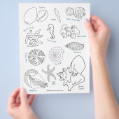 Pagina Kleur van werkblad voor zee Life Seashell I Flyer (Hand)