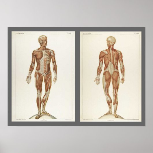 Pagina's uit een oude anatomieboek poster (Voorkant)