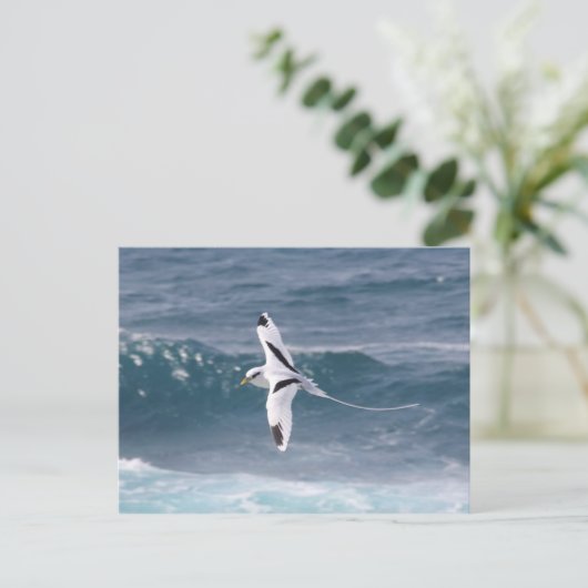 Paille-en-Queue Briefkaart (Staand voorkant)