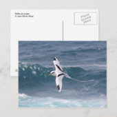 Paille-en-Queue Briefkaart (Voorkant / Achterkant)