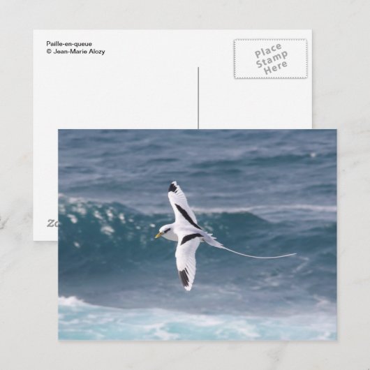 Paille-en-Queue Briefkaart (Voorkant / Achterkant)