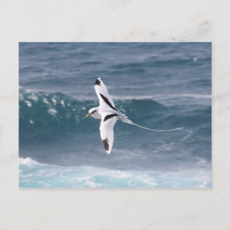 Paille-en-Queue Briefkaart