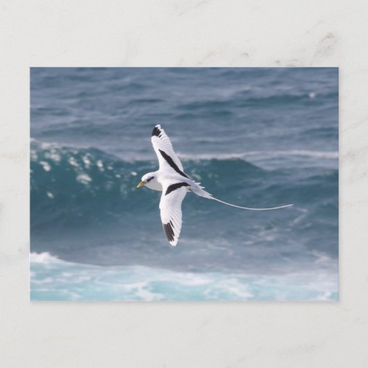 Paille-en-Queue Briefkaart (Voorkant)