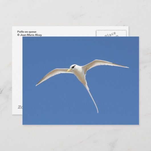 Paille-en-Queue Briefkaart (Voorkant / Achterkant)