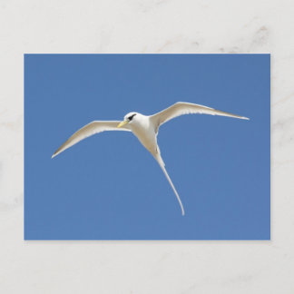 Paille-en-Queue Briefkaart