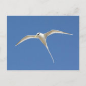 Paille-en-Queue Briefkaart (Voorkant)