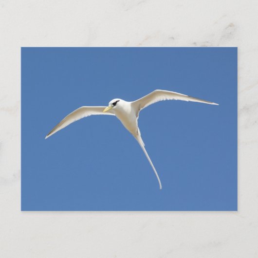 Paille-en-Queue Briefkaart (Voorkant)