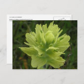 Paint Brush Blossom, Unalaska Island Briefkaart (Voorkant / Achterkant)