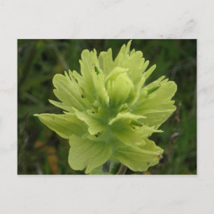 Paint Brush Blossom, Unalaska Island Briefkaart