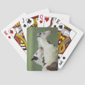 Paint Foals Playing Speelkaarten (Achterkant)