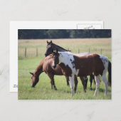 Paint Horse and Friends Briefkaart (Voorkant / Achterkant)