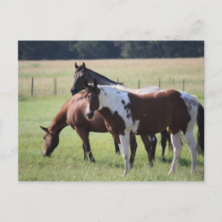 Paint Horse and Friends Briefkaart