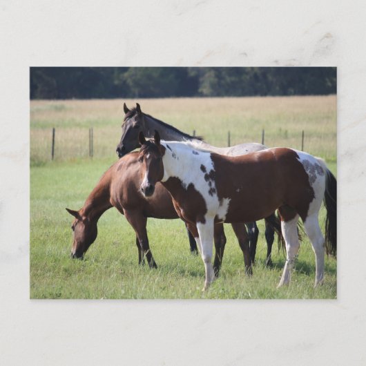 Paint Horse and Friends Briefkaart (Voorkant)
