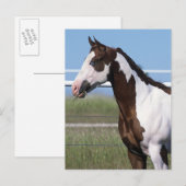 Paint Horse Briefkaart (Voorkant / Achterkant)