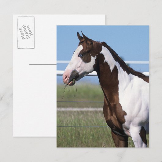 Paint Horse Briefkaart (Voorkant / Achterkant)