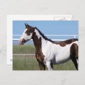 Paint Horse Briefkaart (Voorkant / Achterkant)