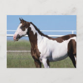 Paint Horse Briefkaart (Voorkant)