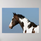 Paint Horse Headshot 1 Poster (Voorkant)