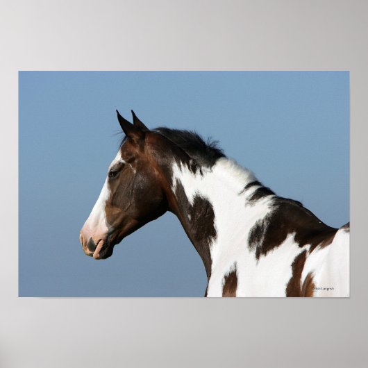 Paint Horse Headshot 1 Poster (Voorkant)