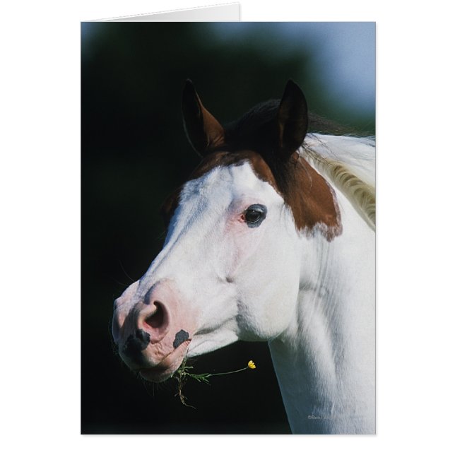 Paint Horse Headshot 3 (Voorkant)
