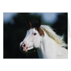 Paint Horse Headshot 3