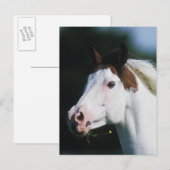 Paint Horse Headshot 3 Briefkaart (Voorkant / Achterkant)