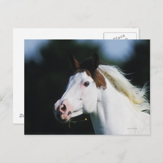 Paint Horse Headshot 3 Briefkaart (Voorkant / Achterkant)