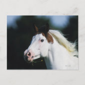 Paint Horse Headshot 3 Briefkaart (Voorkant)