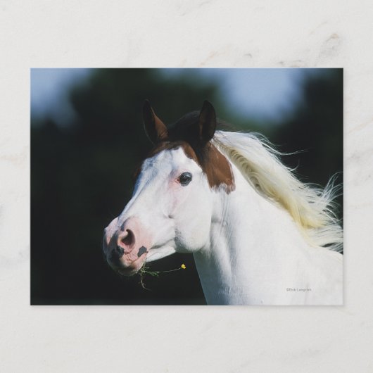 Paint Horse Headshot 3 Briefkaart (Voorkant)