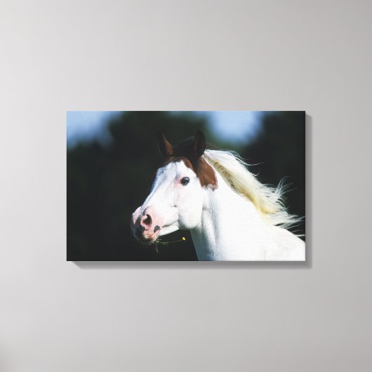 Paint Horse Headshot 3 Canvas Afdruk (Voorkant)